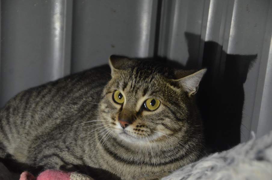 Conan_zona 6_chip 574 450 (4)