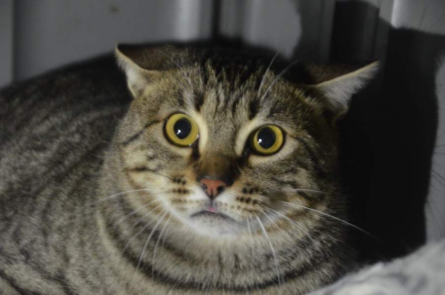 Conan_zona 6_chip 574 450 (8)