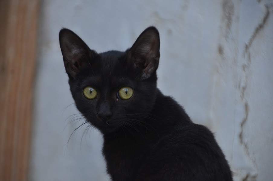 Sally_zona 1_chip 4379 (1)