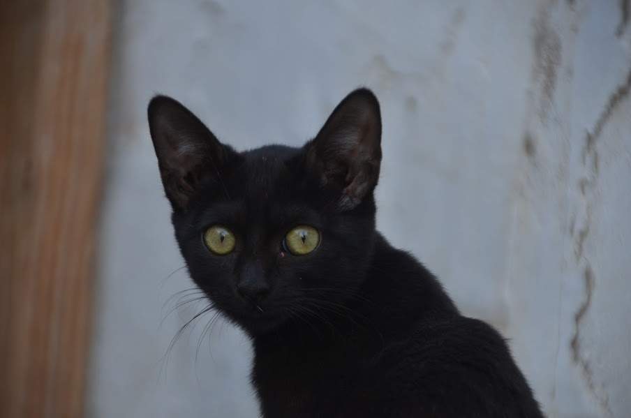 Sally_zona 1_chip 4379 (2)