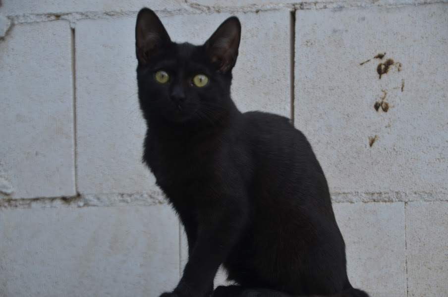 Sally_zona 1_chip 4379 (3)