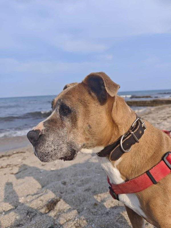 🌊Excursión a la Playa 🌊