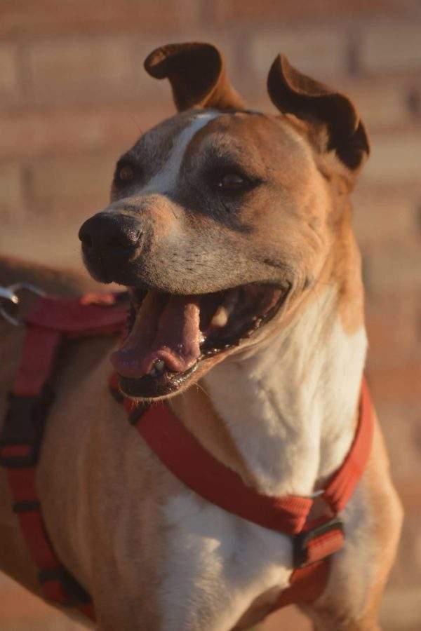 📸Sesión de fotos con nuestros peludos📸